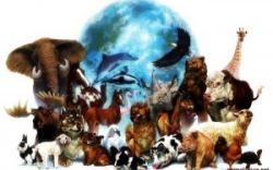 Международный День защиты животных