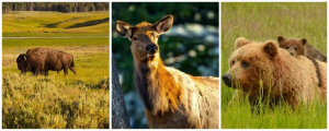 Йеллоустонский Национальный Парк. фауна