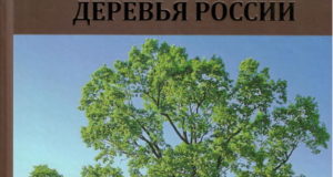 Уникальные деревья России