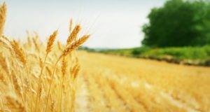 Совхоз «Новая жизнь»